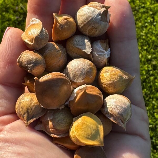 Ziloņķiploku vairssīpoliņi