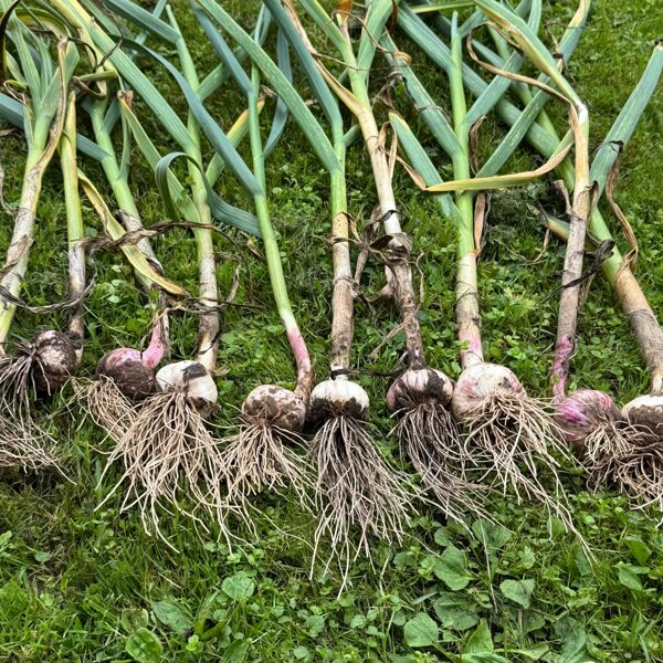 10 ķiploku šķirnes 