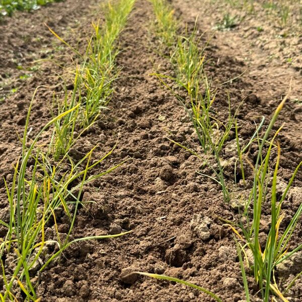 Gaisa sēklu vagas pēc rūpīgās ravēšanas