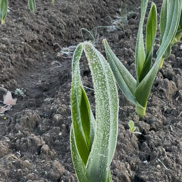 Maija salnas. Apsalis ziloņķiploks