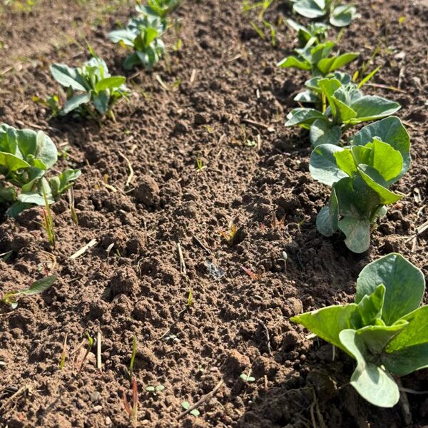 Cūku pupas. 2025.gada maijs