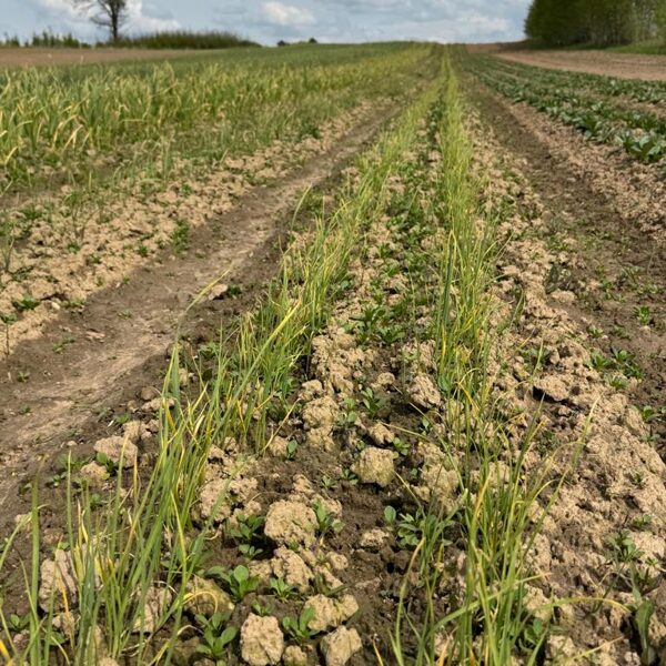 Gaisa sēklu vagas pirms rušināšanas