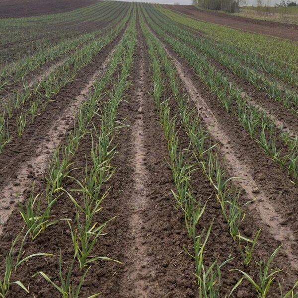 Ķiploku lauks agrā pavasarī