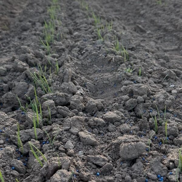 Dīkst ķiploku gaisa sēkla