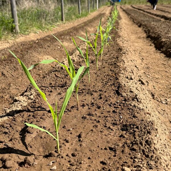 Krāsainā kukurūza