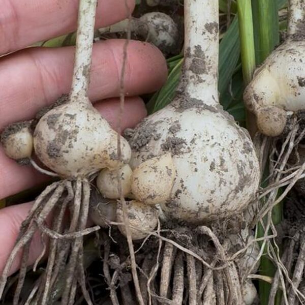 Ziloņķiploku pirmais ataudzējums 28.06.25