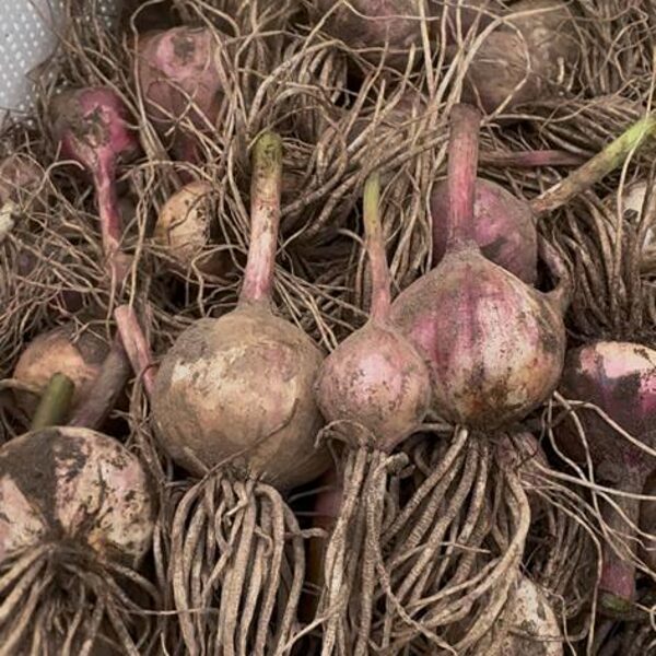 Ķiploku vienzobīši, pirmais ataudzējums 27.06.25