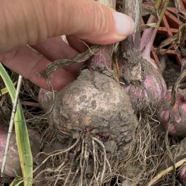 Gruzijas ķiploki 27.06.25