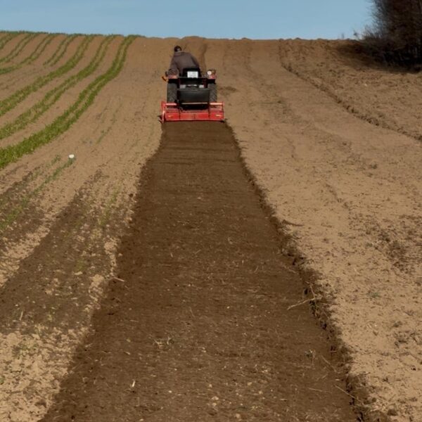 Gatavojam zemi cūku pupu stādīšanai. 2025. gada Aprīlis