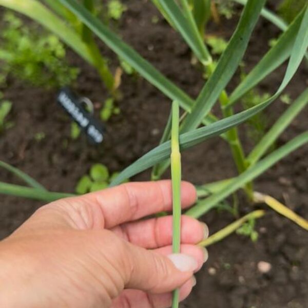 Pirmie ziedkāti 15.06.25