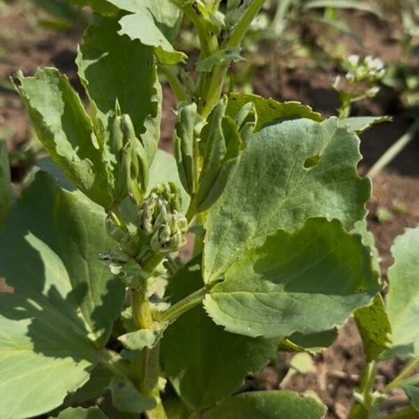 Cūku pupas pirms ziedēšanas