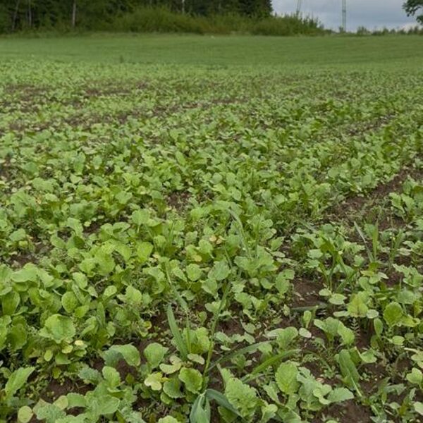 Zāļmeslojums laukā, kur augs ķiploki 2025/26. gada sezonā