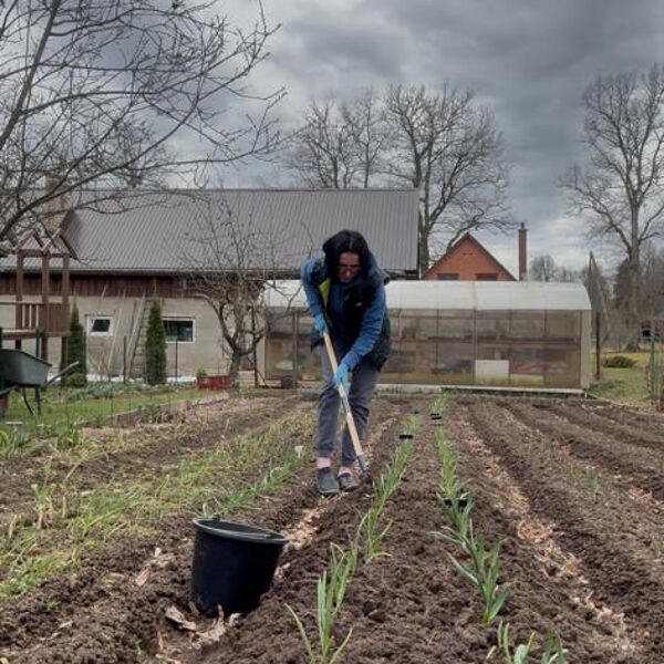 Tiek rušīnāti ķiploki "Ķiploku bērnudārzā"