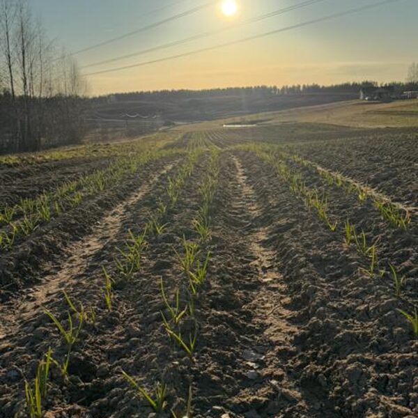 Lauks pēc rušināšanas