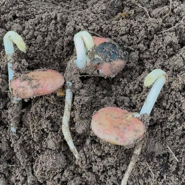 Cūku pupas 10 dienas pēc stādīšanas 24.04.2025