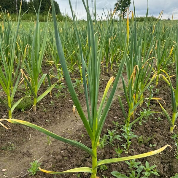 Ķiploku šķirne "Guliver" 2025. gada jūnijs