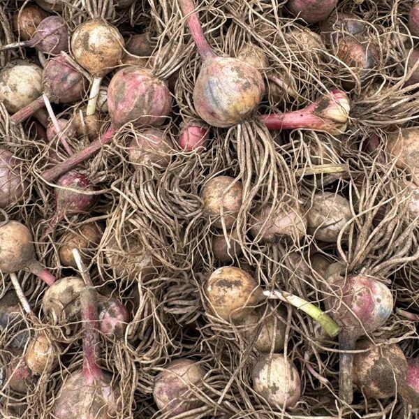 Harkovskije fioletovije pirmais ataudzējums 27.06.25