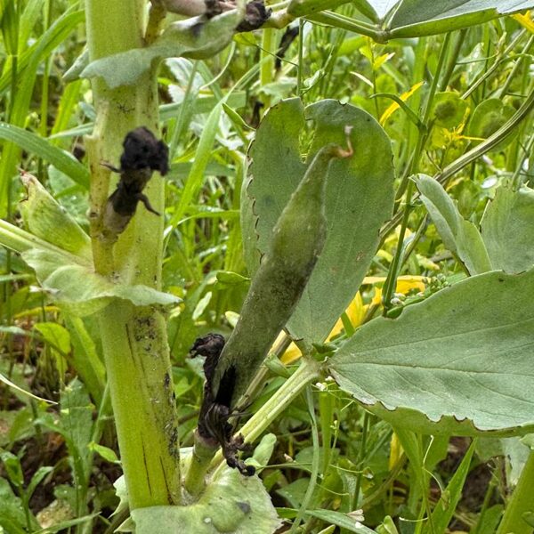 Cūku pupas sāk veidot pākstis 27.06.25