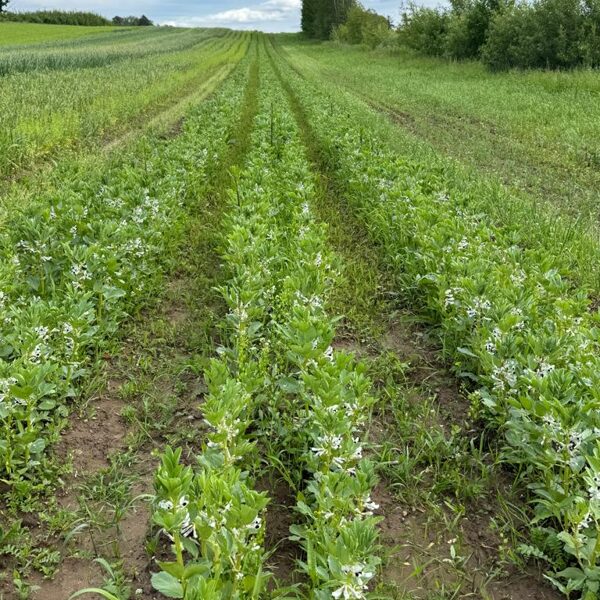 Cūku pupu lauks zied