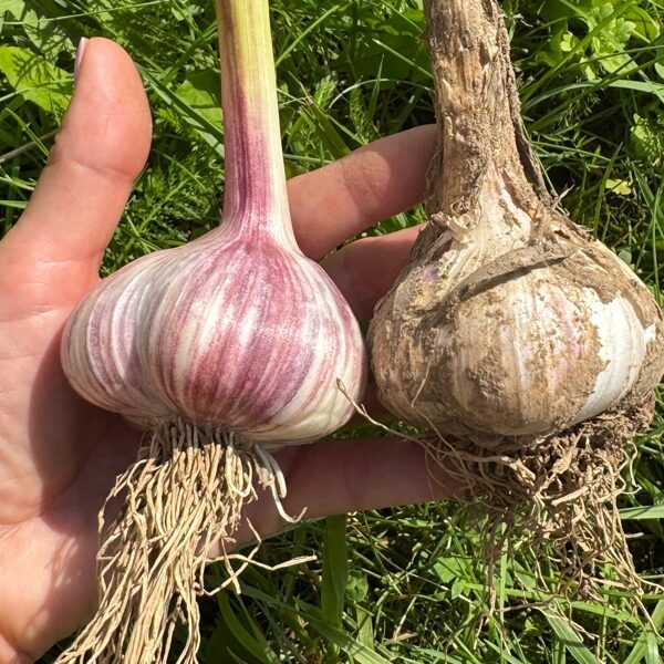 Harkovskije fioletovije