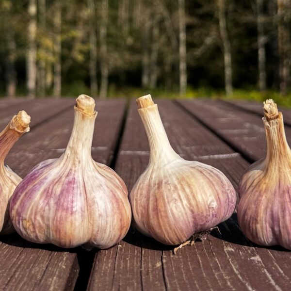 LATVIJAS VIOLETAIS (ZILAIS)