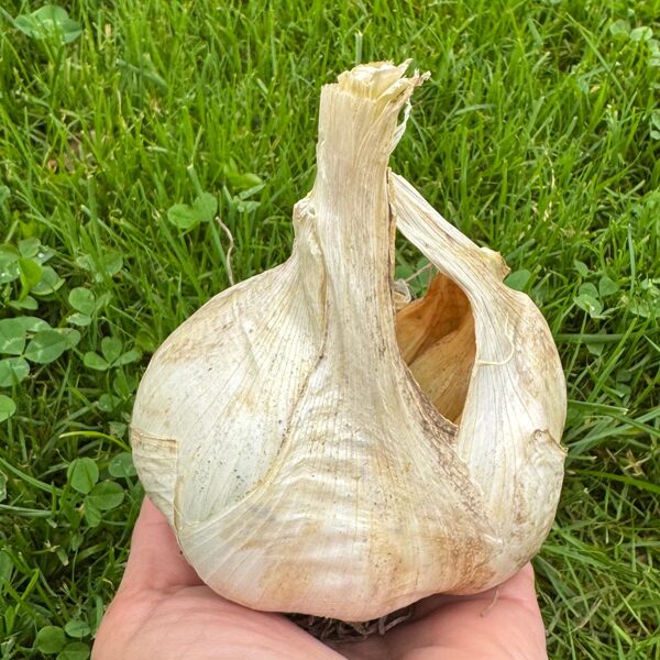 ELEPHANT GARLIC