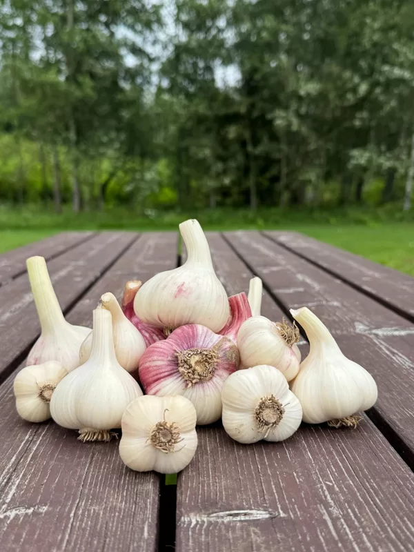 ĻUBAŠA