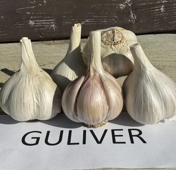 GULIVER
