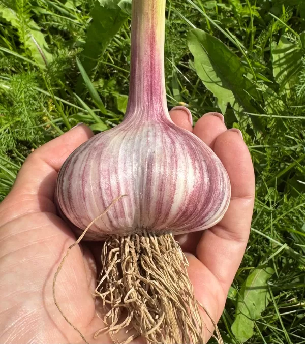 HARKOVSKIJE FIOLETOVIJE