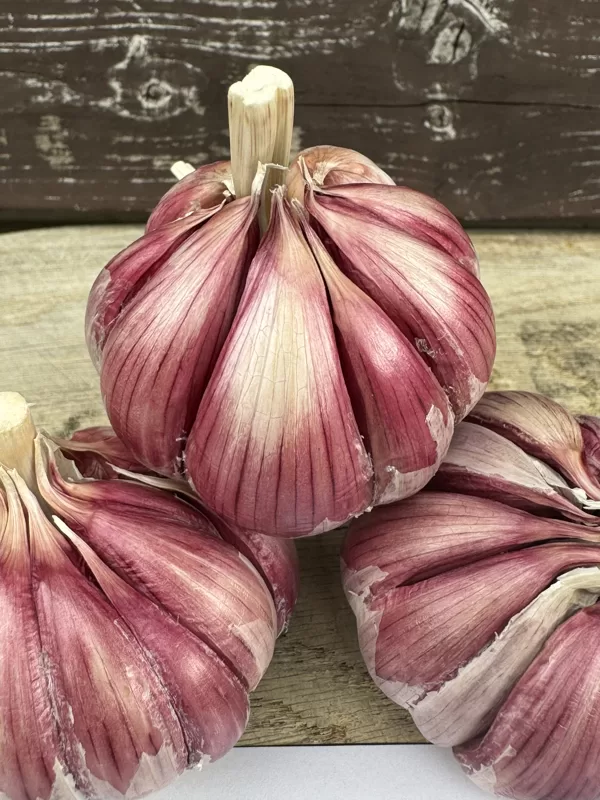 Ziemas ķiploku šķirne "MORADO"
