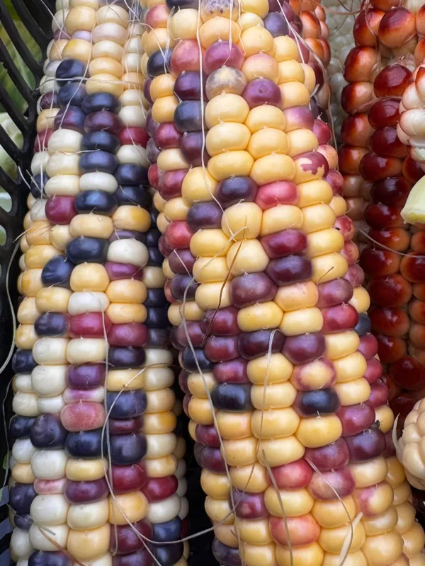 Krāsaina kukurūza