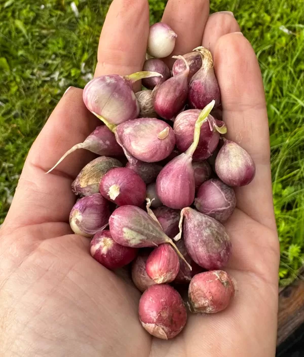 Germidour gaisa sēkla