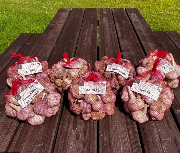 Vispopulārākais ķiploku komplekts