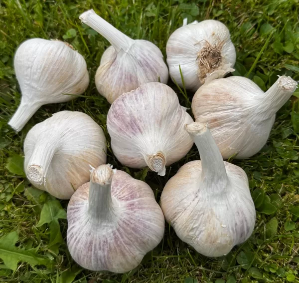 Merefianas ķiploki