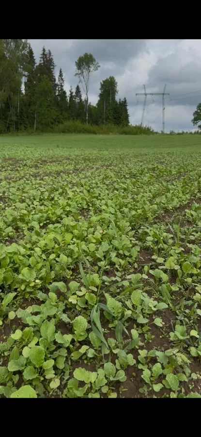 Zāļmeslojums laukā, kur augs ķiploki 2025/26. gada sezonā