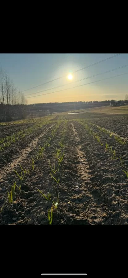 Lauks pēc rušināšanas