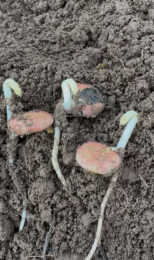 Cūku pupas 10 dienas pēc stādīšanas 24.04.2025
