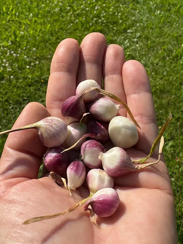 Gaisa sēkla Germidour