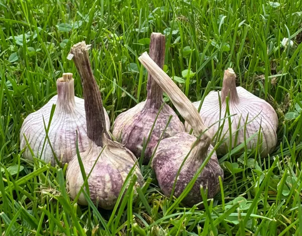 GRUZIJAS