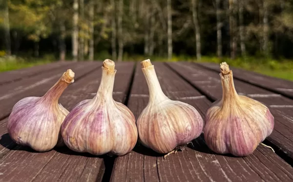 LATVIJAS VIOLETAIS (ZILAIS)