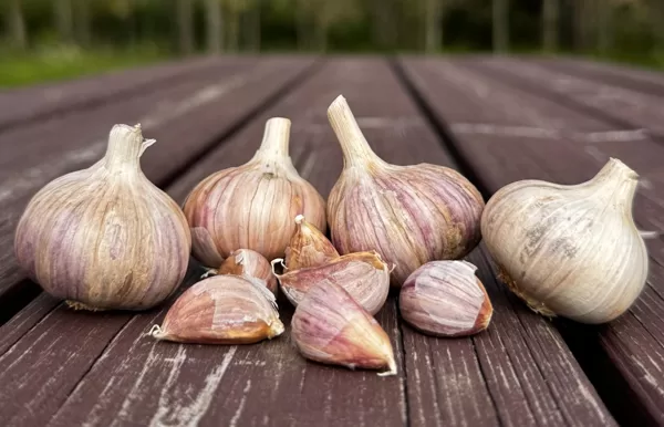 BAVARIAN PURPLE