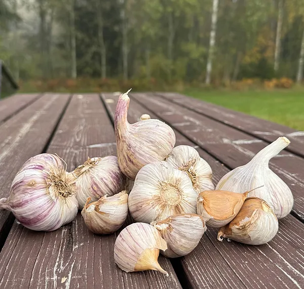 BELARUS VIOLET