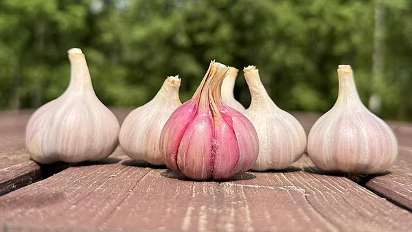 Vayo