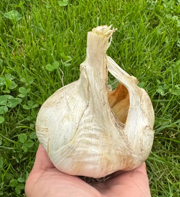 ELEPHANT GARLIC