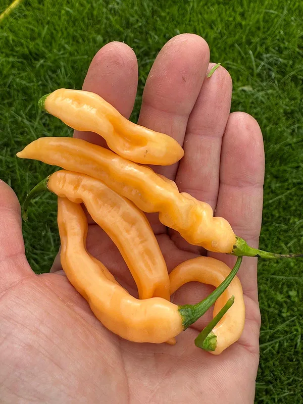HABANERO LIGHTING PEACH