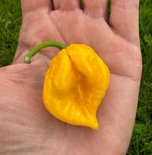 CAROLINA REAPER YELLOW