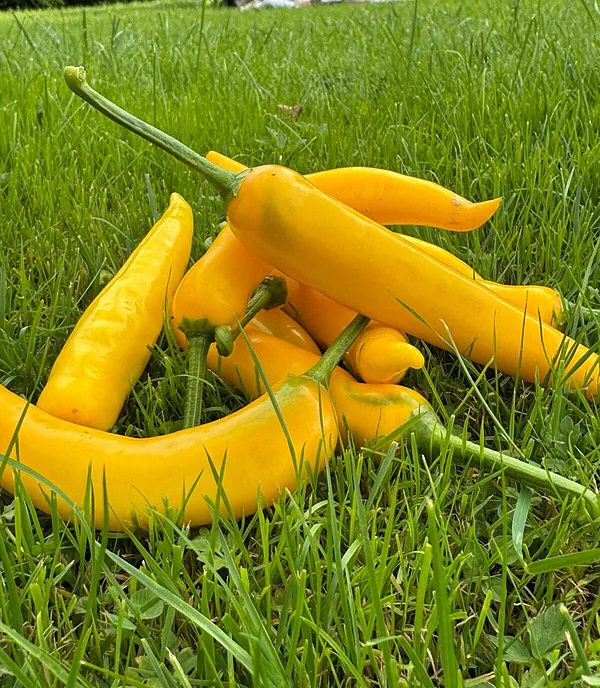 CAYENNE YELLOW